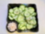 Kani sunomono