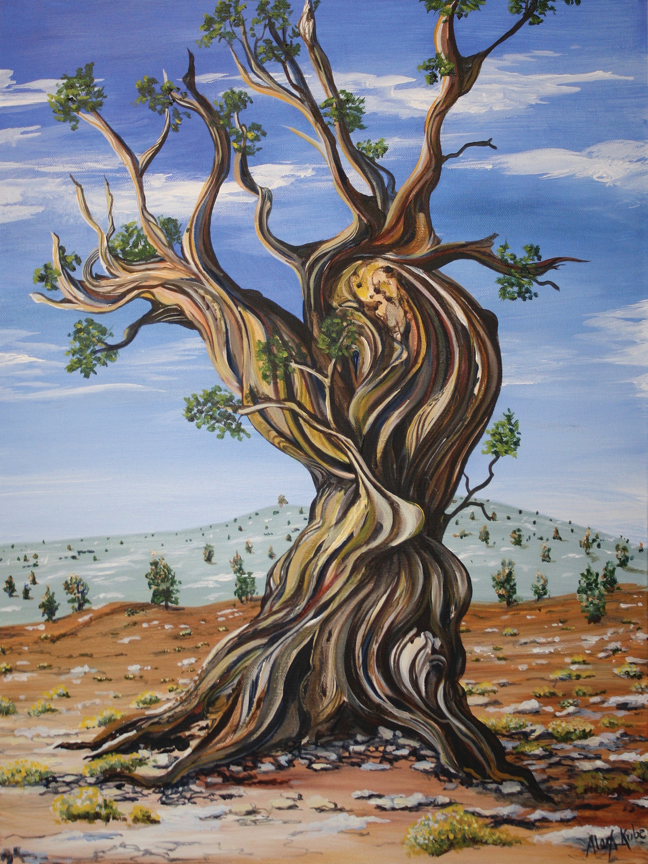 Bristlecone Pine 4