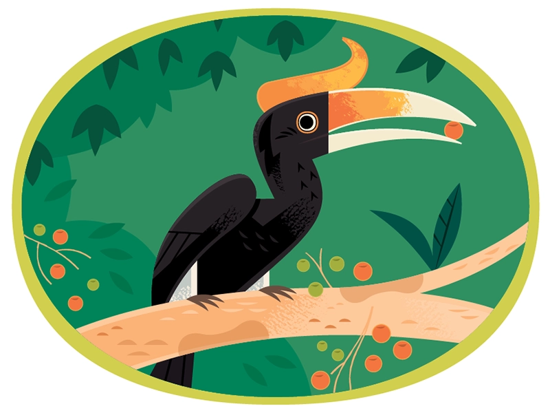 Hornbill clipart