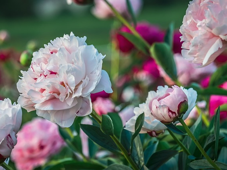 Daily Scripture Reflection & Prayer:  September 27, 2024