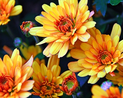 Daily Scripture Reflection & Prayer: November 15, 2024