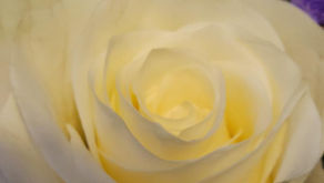 “Blessed are the pure in heart, for they shall see God” (11/7/2021)