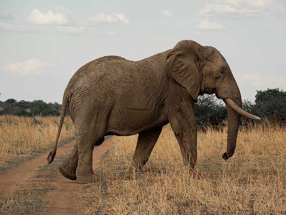 Can I Buy an Elephant? (05/03/2026)