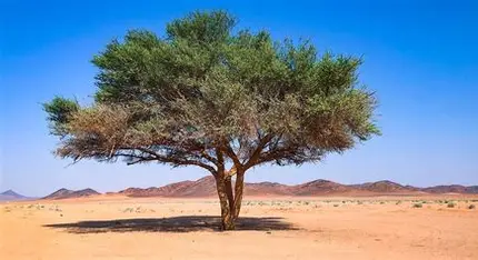 Daily Scripture Reflection & Prayer: August 9, 2025