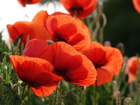 Daily Scripture Reflection & Prayer: October 1, 2024