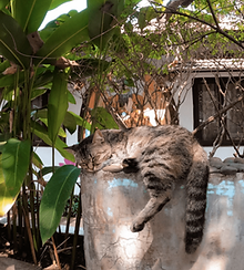 Hostelpets