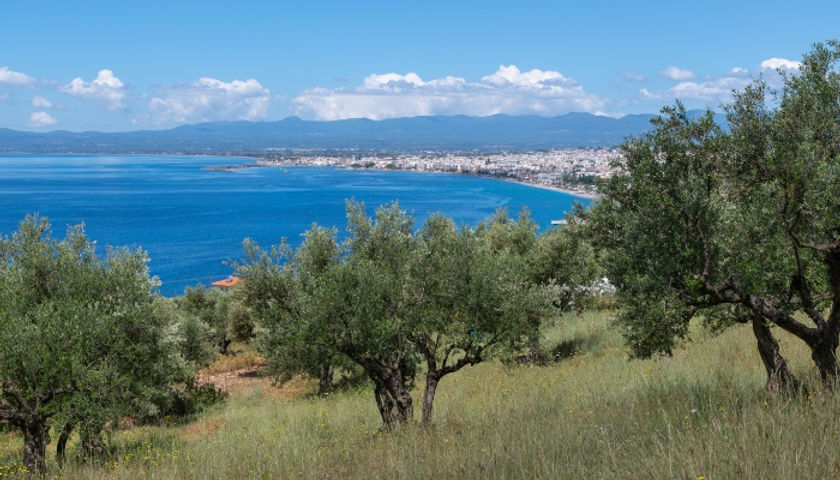 Olive-grove-overlooking-Mount-Kalamata-Greece-1.jpeg
