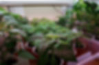 Darin and Laurel Podulke-Smith's greenhouse is pictured on Saturday, April 18th, 2026, in Rochester. The Podulke-Smiths hold a plant giveaway for neighbors and lucky passersby every spring on Mother's Day. Maya Giron / Post Bulletin