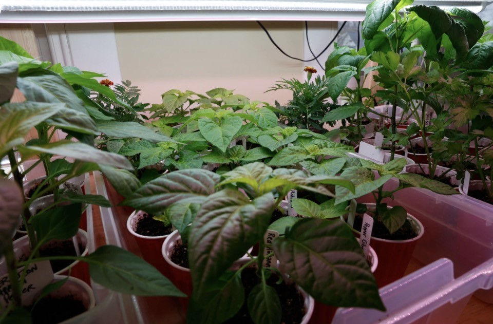 Darin and Laurel Podulke-Smith's greenhouse is pictured on Saturday, April 18th, 2026, in Rochester. The Podulke-Smiths hold a plant giveaway for neighbors and lucky passersby every spring on Mother's Day. Maya Giron / Post Bulletin