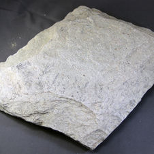 Itacomoly Irregular Tacca