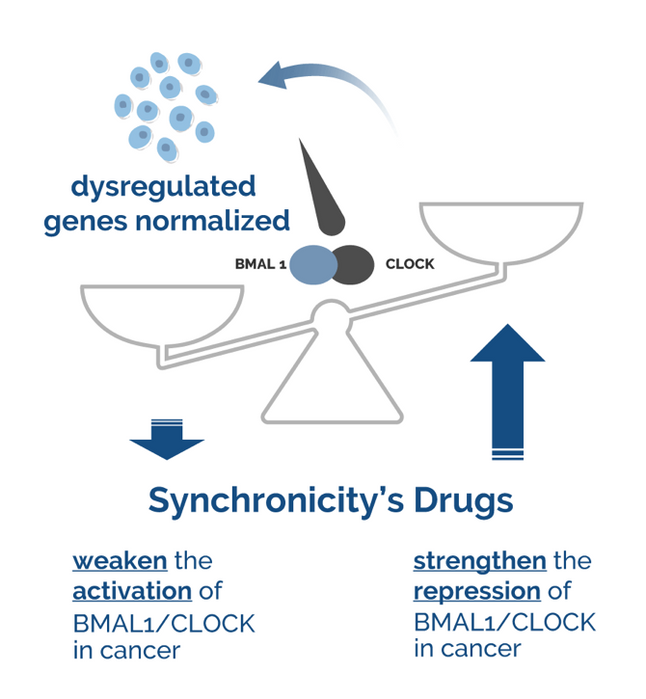 Illustration of a balance depicting how drugs affect the balance of the core clock genes