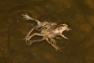 IMG_0573.jpeg