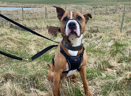 Batfink 1_edited_edited.jpg