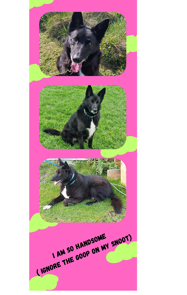 Facts about Nova Loves to run Loves a cuddle Isn’t fond of other animals Older children 16
