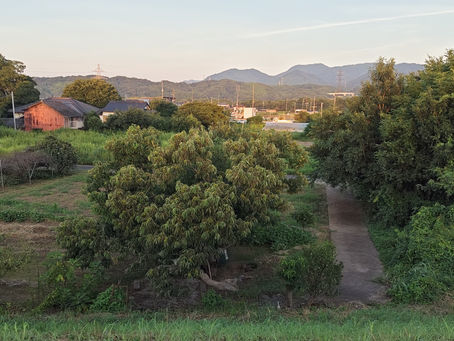 2025年9月3 水曜日『必見❗頭痛と🫨お薬💊Ｑ＆Ａ😀』No.22