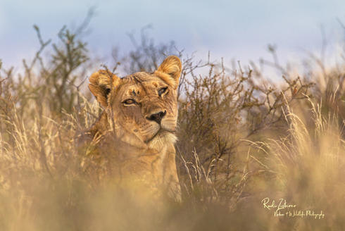 LION-011A.jpg