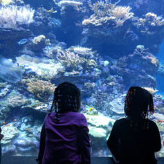 Aquarium at Cal Academy of Sciences