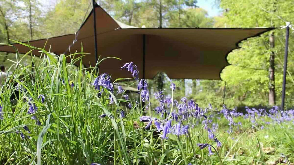 stretch tent marquee in woodland with bluebells