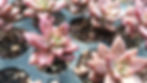 Sedum copper