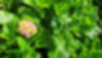 Hydrangea "Christmas Rose"