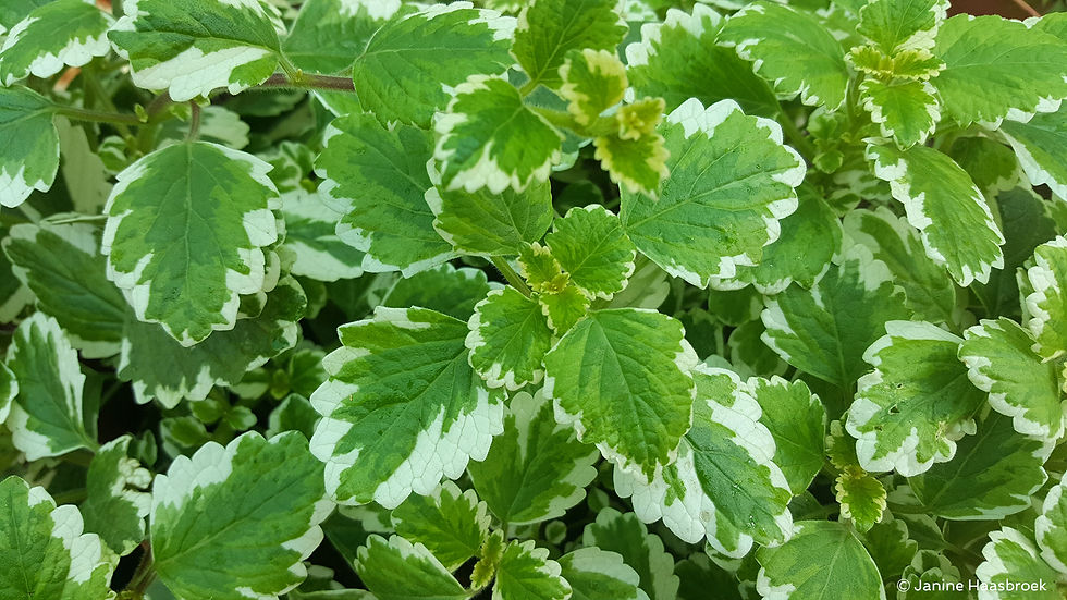 Plectranthus madagascariensis