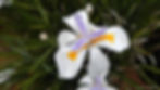Dietes grandiflora