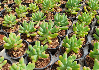 Succulent