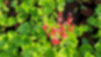 Pelargonium acetosum