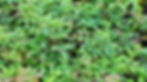 Nandina pygmaea