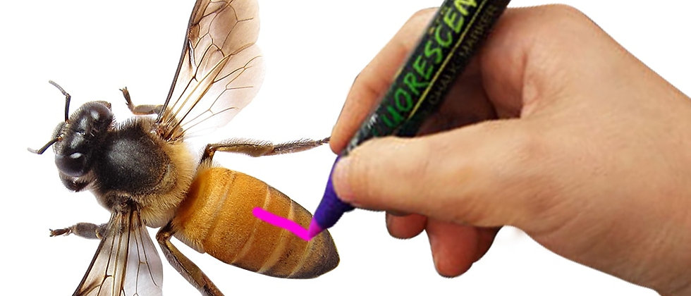 1Pc Queen Bee Marker Pen Bees Honeybee Marking Highlighter Beekeeping Supplies