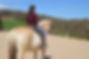 Freeform Dressage Oaknut troll