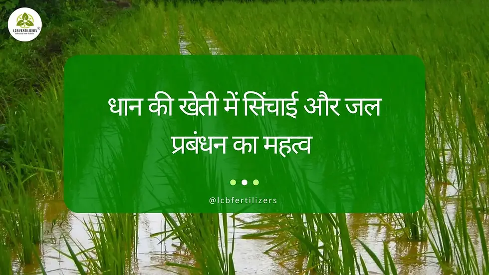 dhaan ki kheti me sinchayi aur jal prabandhan ka mhatav