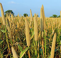 Crop Specific Fertilizers made by LCB Fertilizers