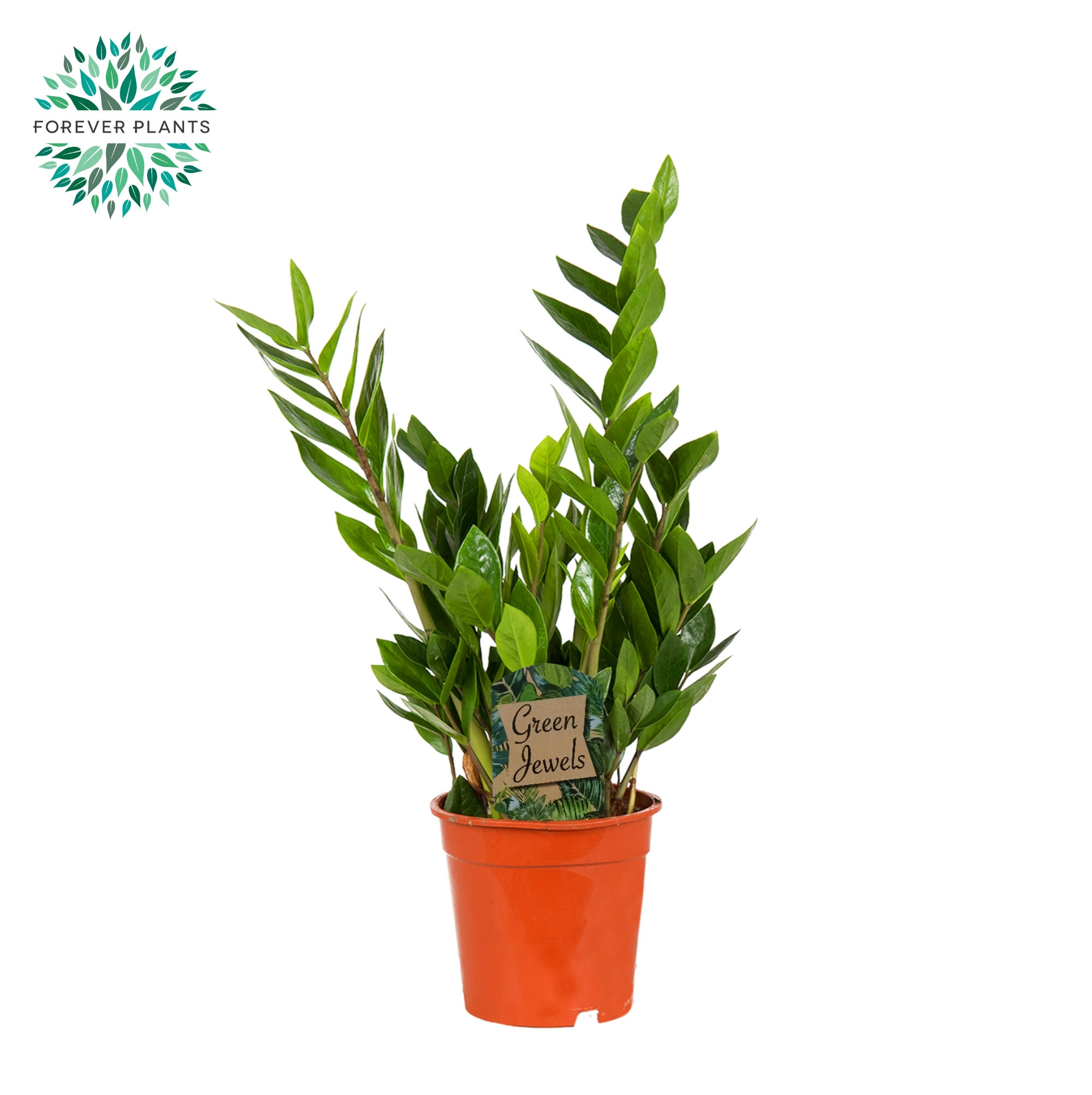 Zamioculcas zamiifolia (Gelukskast of ZZ plant)