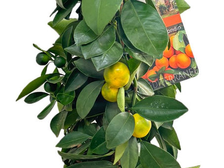 Ik ben de Citrus calamondin piramide 🍊🌿dé terrasplant!