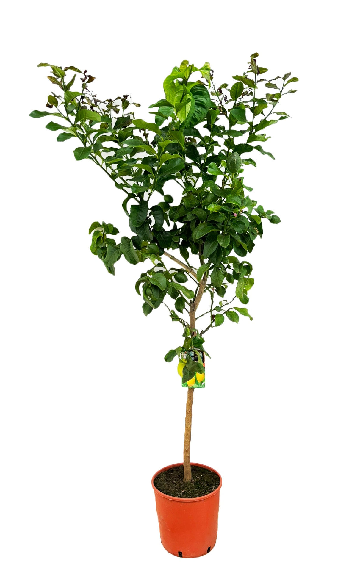 Citrus lemon op stam (Citroenboom)