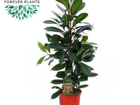 🌿 Hallo! Ik ben de Ficus cyathistipula – jouw groene krachtpatser 💪
