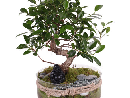Bonsai: Klein maar krachtig! 🍃