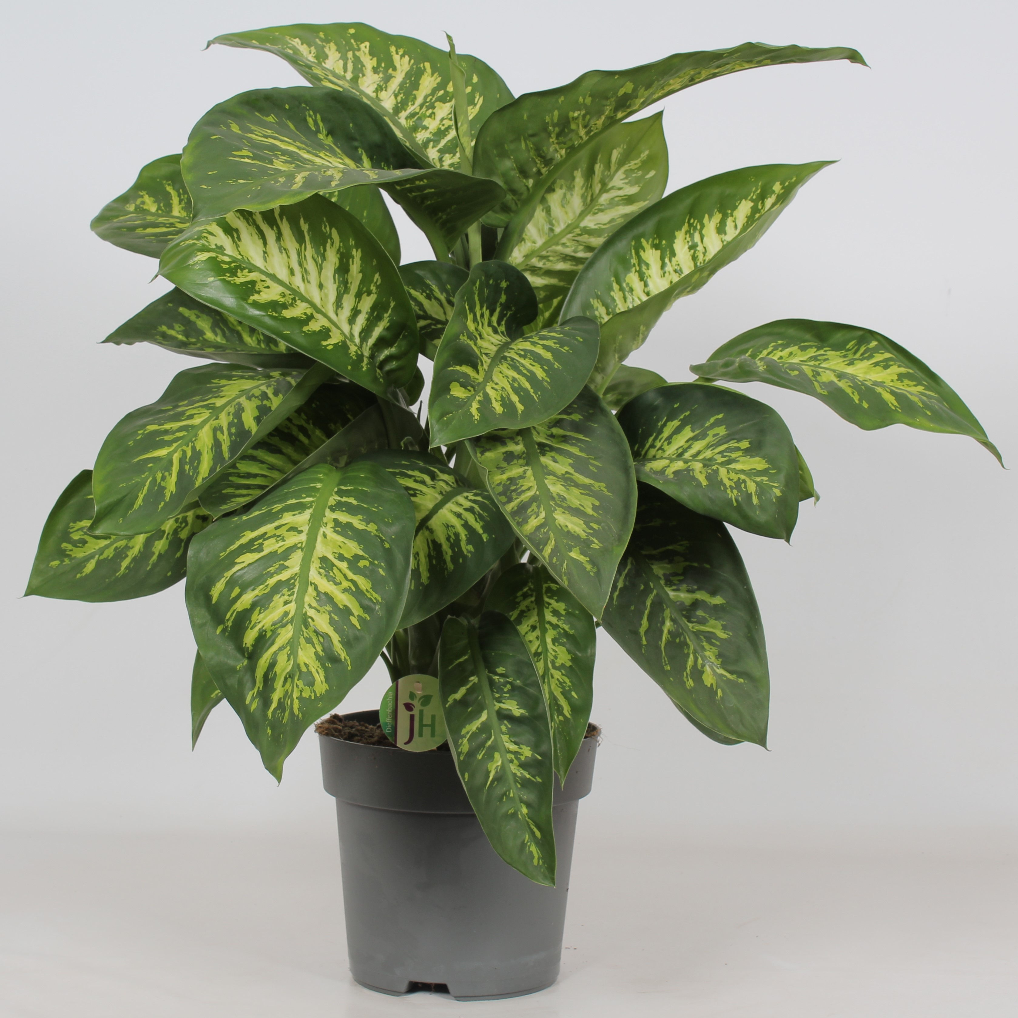 Dieffenbachia reeva