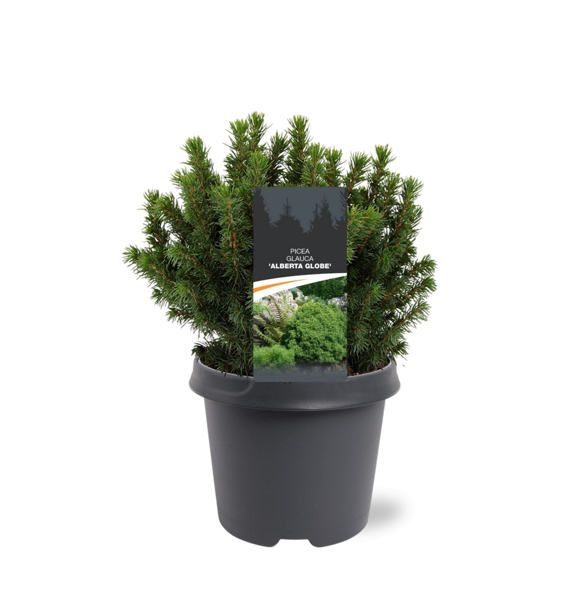 Picea glauca Alberta Globe