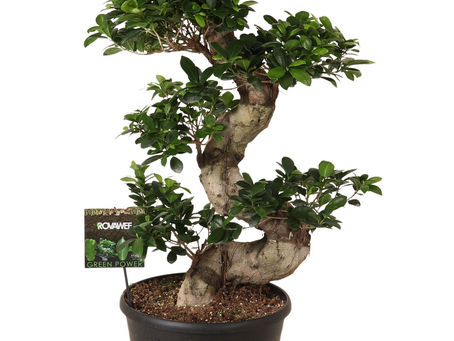 🌿 Hallo, Ik ben de Ficus S-Type en jij gaat van mij houden!