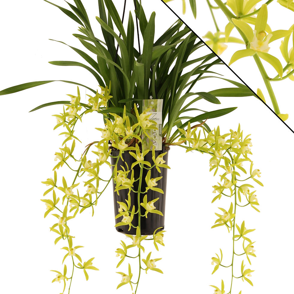 2 stuks: Orchidee Cymbidium Pumilow (5/6-tak)