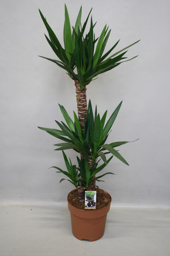 Yucca Plus Yucca
