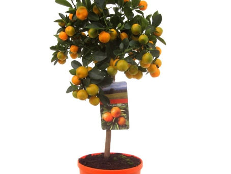 Ik ben de Citrus calamondin op stam 🍊🌳, dé terrasplant!