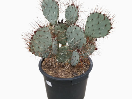Hoi! Ik ben Opuntia Macrocentra 🌵 jouw paarse cactus met karakter 💜