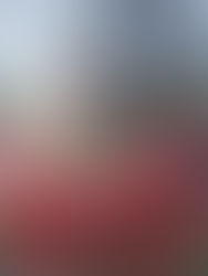 【商會動態】慶澳門回歸25周年