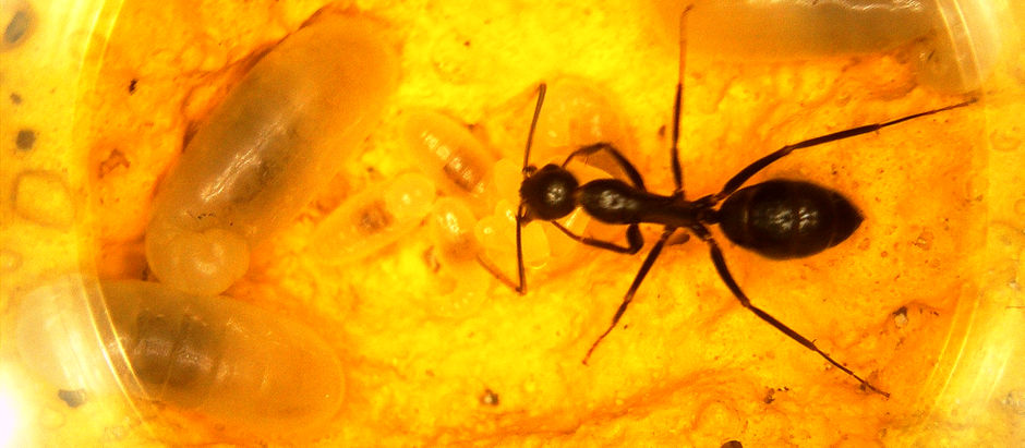 The Fascinating World of Ants