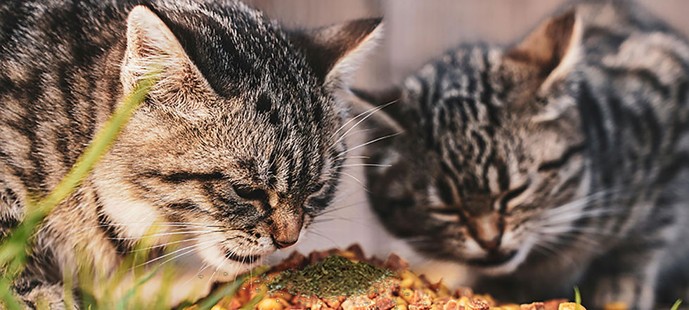 cats eating kelp