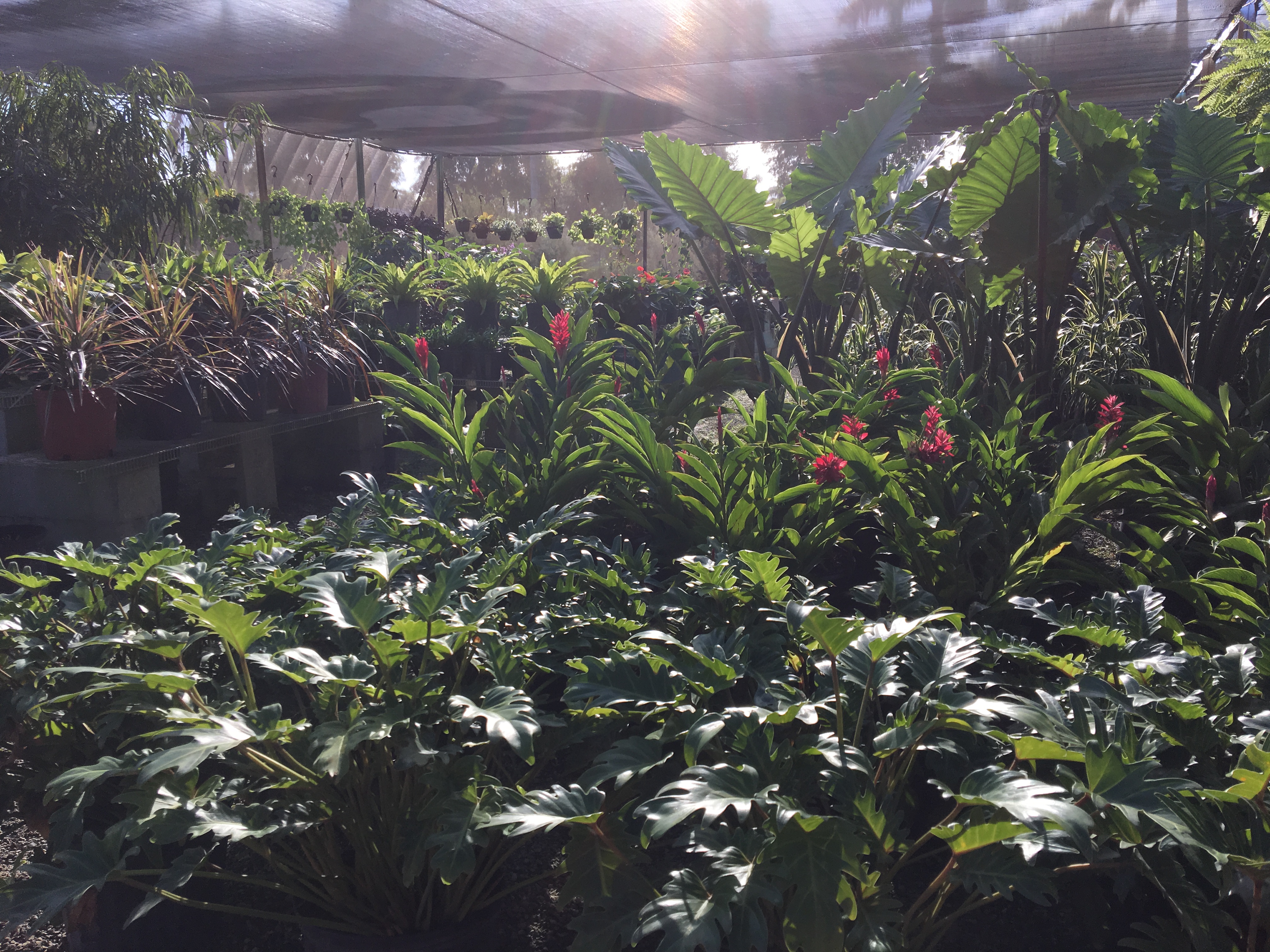 Lighthouse Garden Center Plant Nursery Garden Center Miami