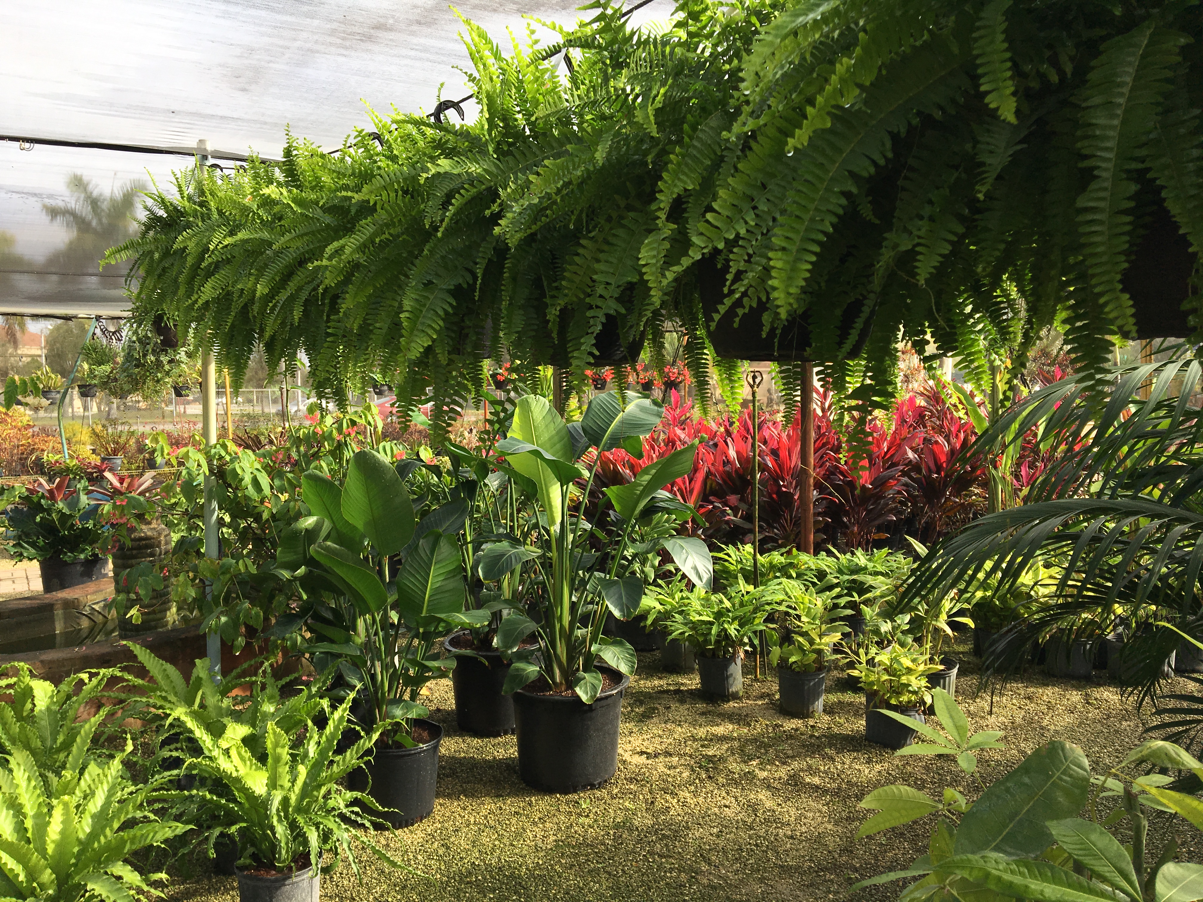 Lighthouse Garden Center Plant Nursery Miami Lighthouse Garden Center Miami